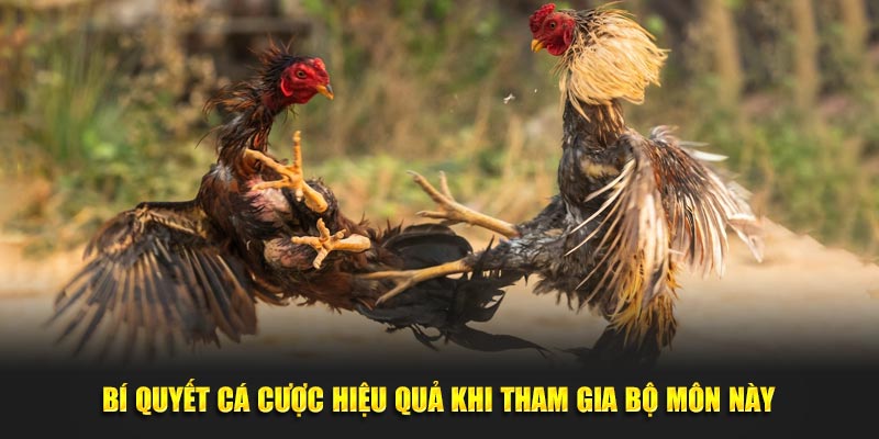 Bí quyết cá cược hiệu quả khi tham gia bộ môn này