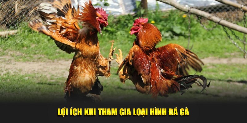 Lợi ích khi tham gia loại hình đá gà