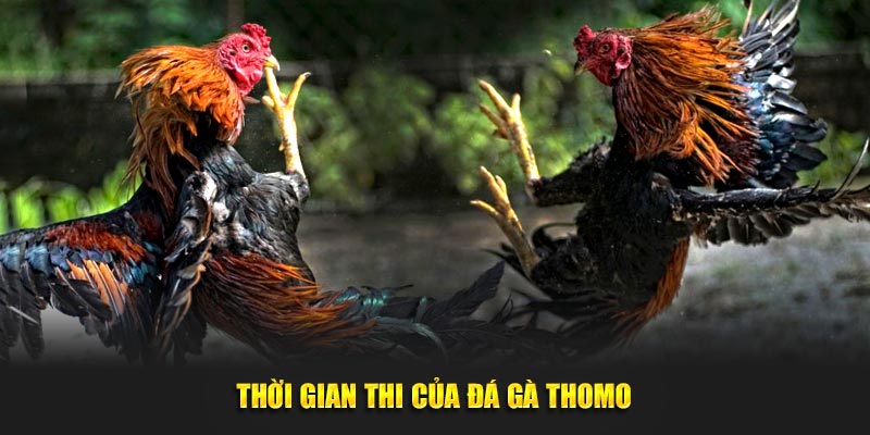 Thời gian thi của đá gà Thomo