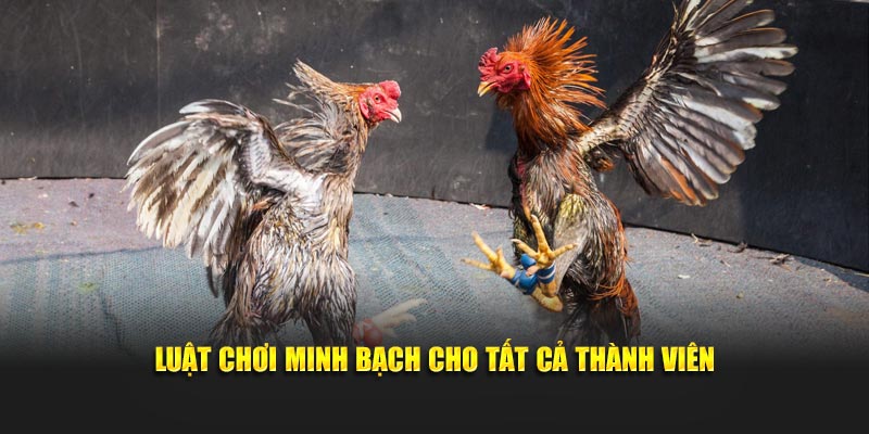 Luật chơi minh bạch cho tất cả thành viên