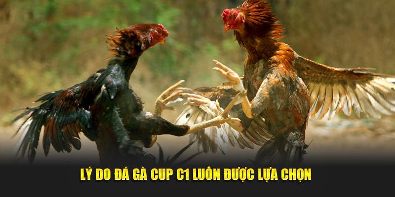 Lý do đá gà cup C1 luôn được lựa chọn 