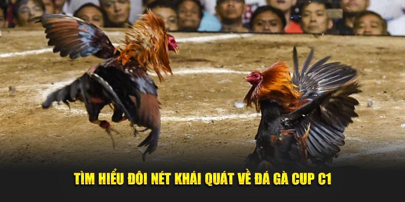 Tìm hiểu đôi nét khái quát về đá gà cup C1