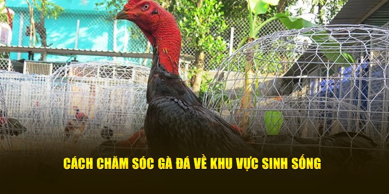 Cách chăm sóc gà đá về khu vực sinh sống