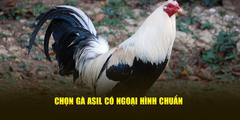 Chọn gà Asil có ngoại hình chuẩn