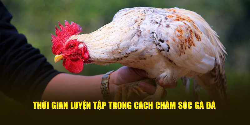 Thời gian luyện tập trong cách chăm sóc gà đá