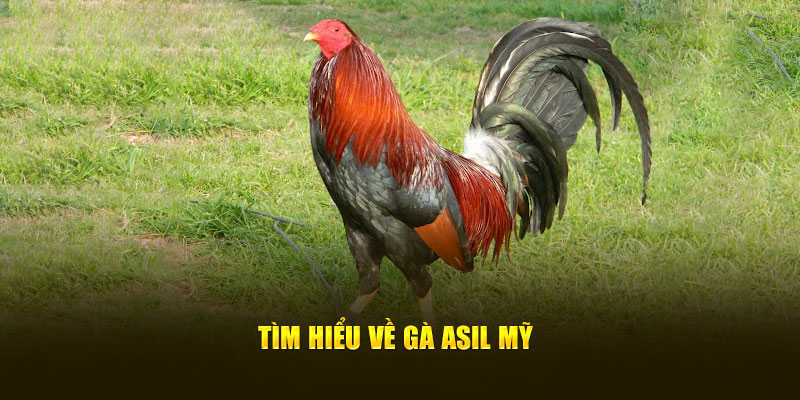 Tìm hiểu về gà Asil Mỹ