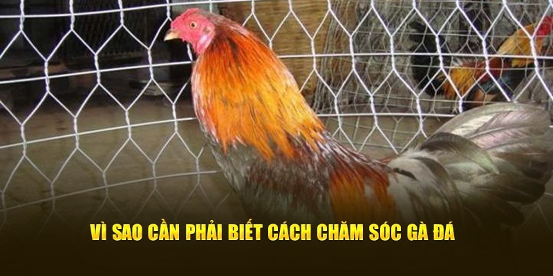 Vì sao cần phải biết cách chăm sóc gà đá